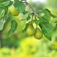 European Pears