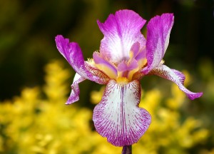 Easy to grow iris