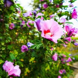 rose of sharon