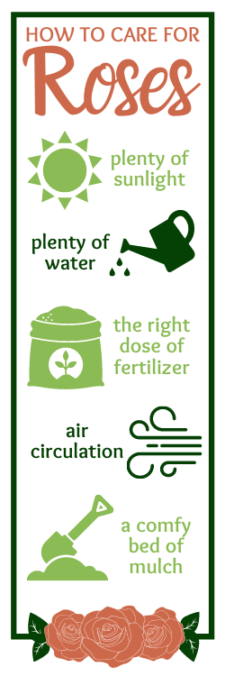 Rose care infographic