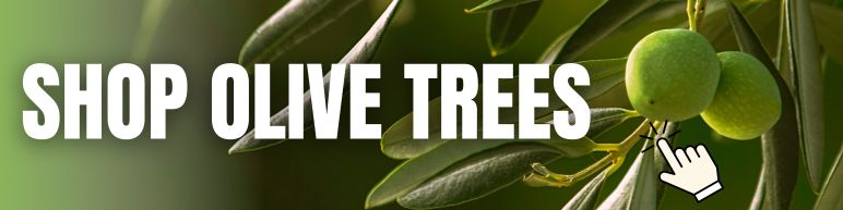 shop olive trees