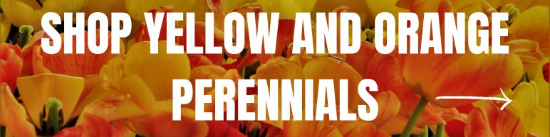 Shop Yellow or Orange Perennials Here