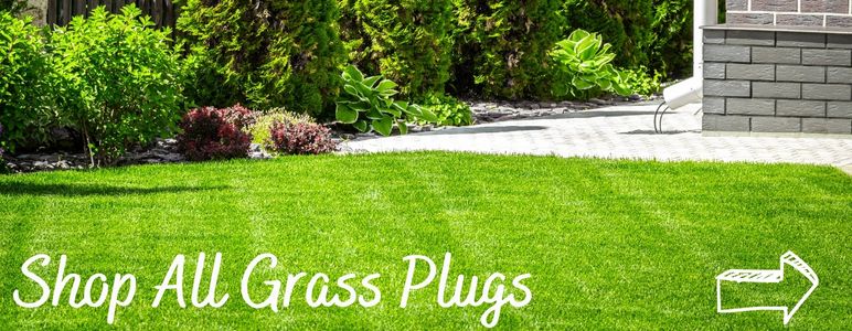 Shop all grass plugs