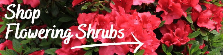 Shop flowering shrubs