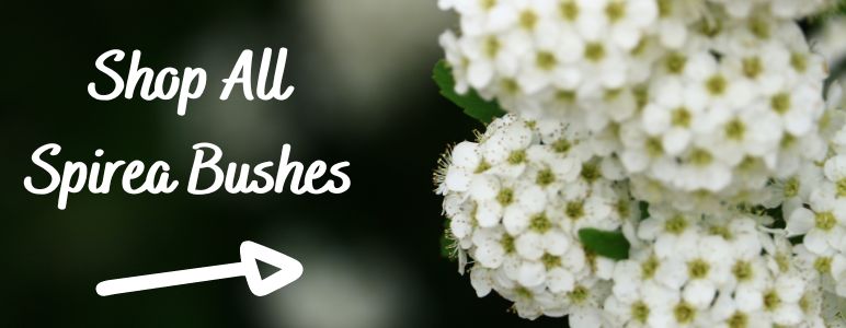 Shop all spirea bushes