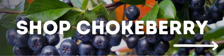 Shop Chokeberry