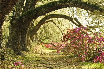 shop perennials for shade