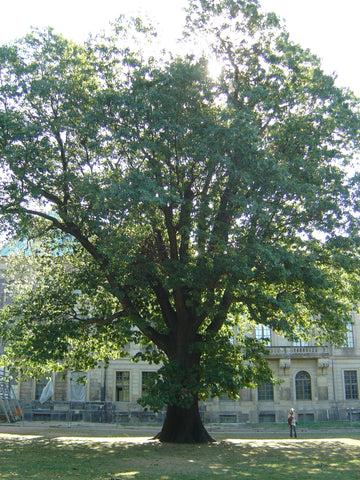 Shumard Oak Tree