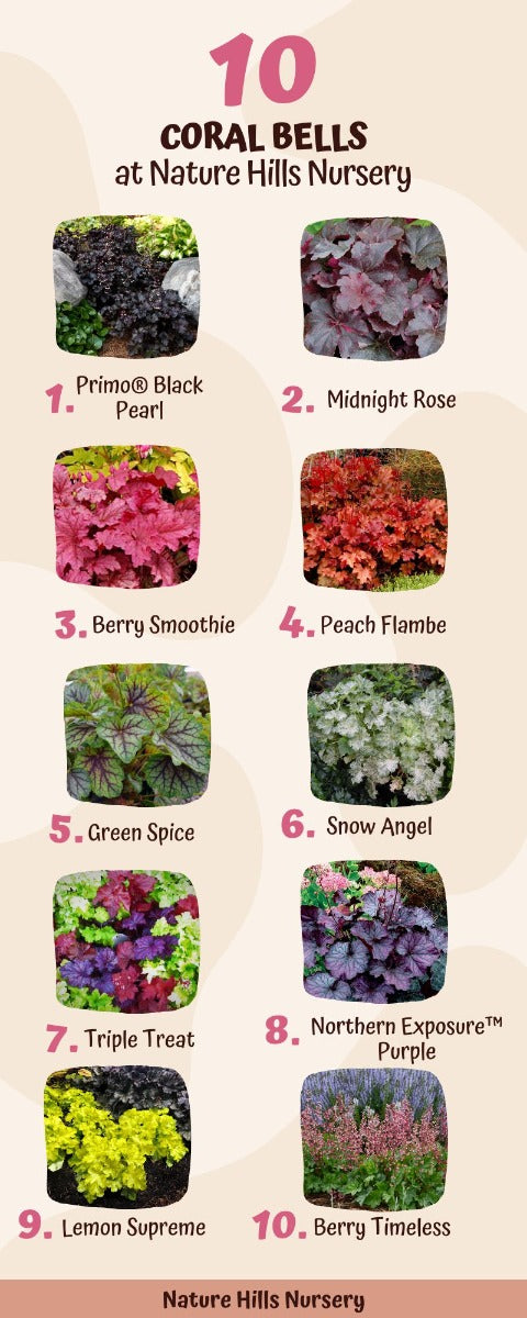 Top 10 Coral Bells Infographic