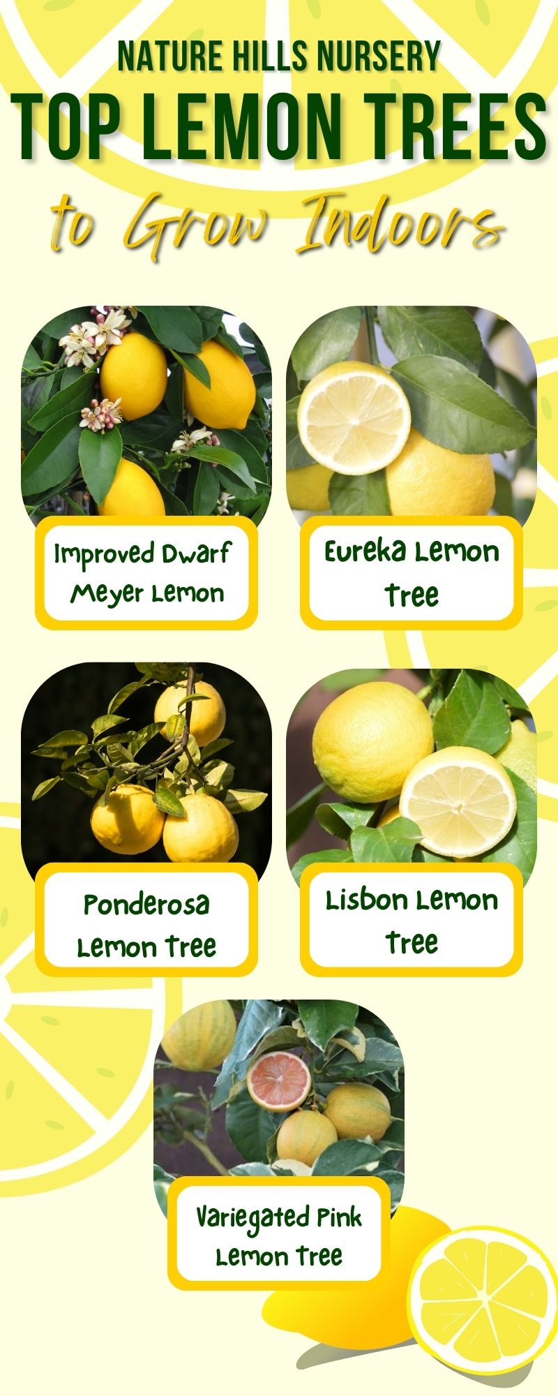 Top Lemon Trees to Grow Indoors