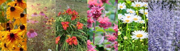 Sun Perennial Garden Classics