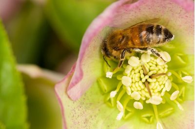 Bee in Lenten Roses