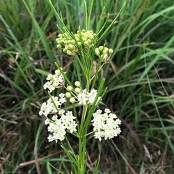 whorled milkweed