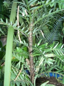 wollemi pine of australia