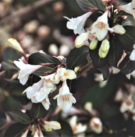 Tuxedo&trade; Weigela