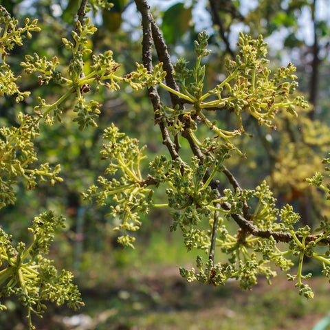 Avocado Flowers