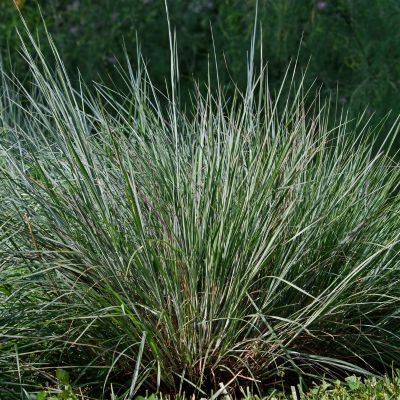 Ornamental Grass