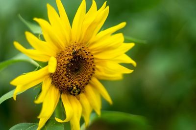 sunflower bee with its namesake