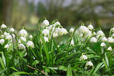 snowdrops