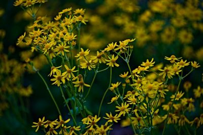 golden groundsel