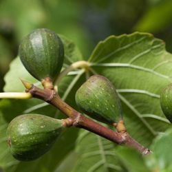 Pruning Fig Tree