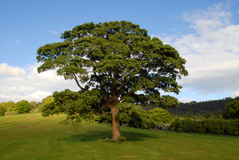 Cold Hardy Oak Tree