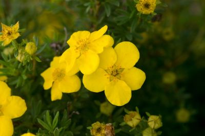 Yellow Flowering Potentilla