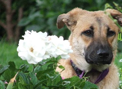 Dog next to Flowers