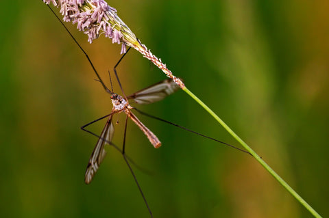 Close-Up of a Dragonfly