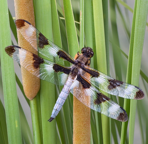 Dragonfly with stripes