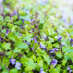 Groundcover plant