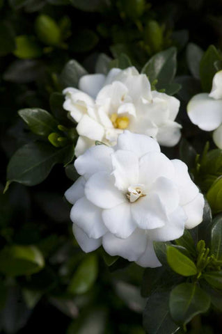 Double Mint Gardenia Flowers