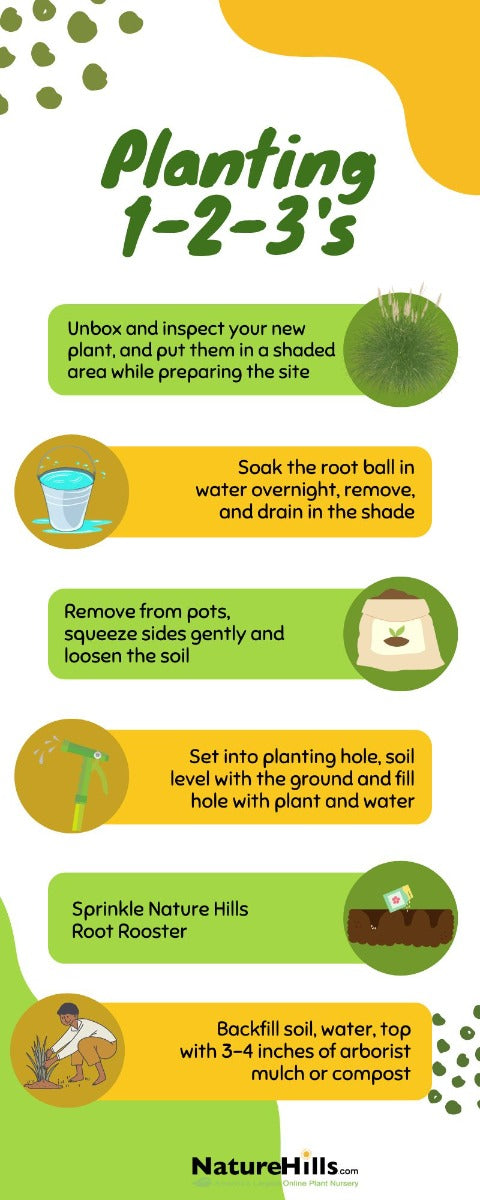 Planting Infographic