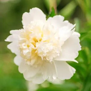 Bridal Shower Peony