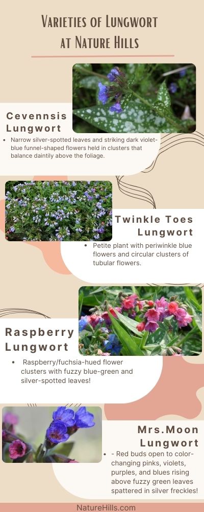 Lungwort Infographic