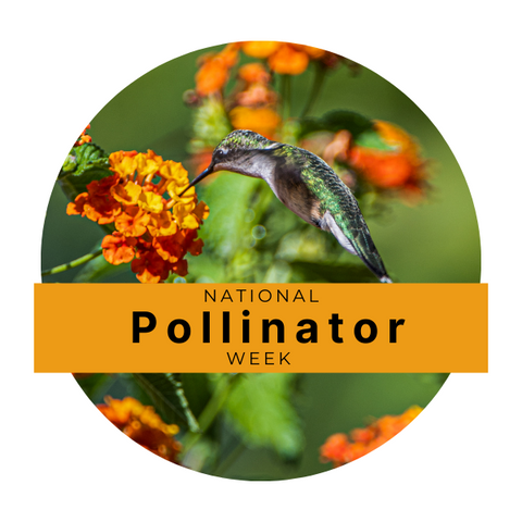 Pollinator Week