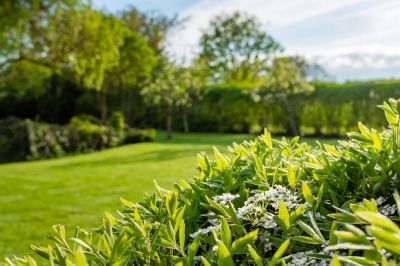 Privacy Hedge