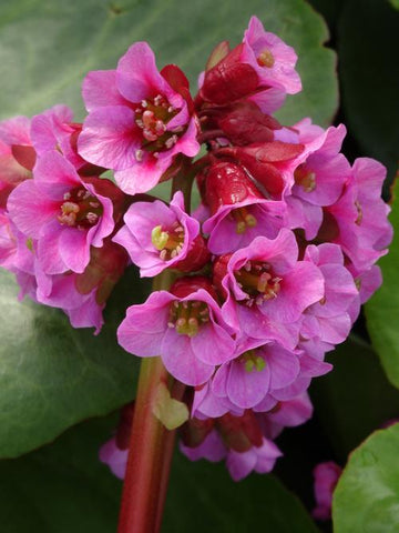 Winter Glow Bergenia