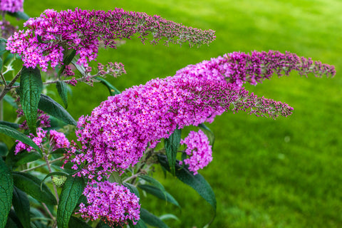 Pink Butterfly Bush