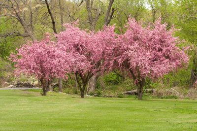 Fruiting Deciduous Tree