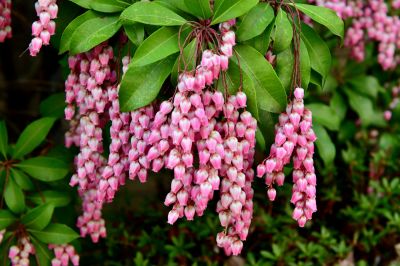 Andromeda (Pieris)