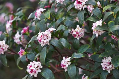 Flowering Daphne mShrubs