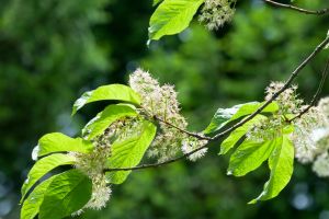 amur chokecherry