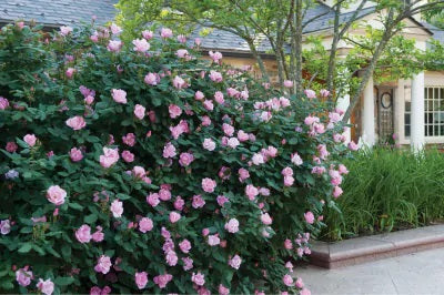 rose of sharon