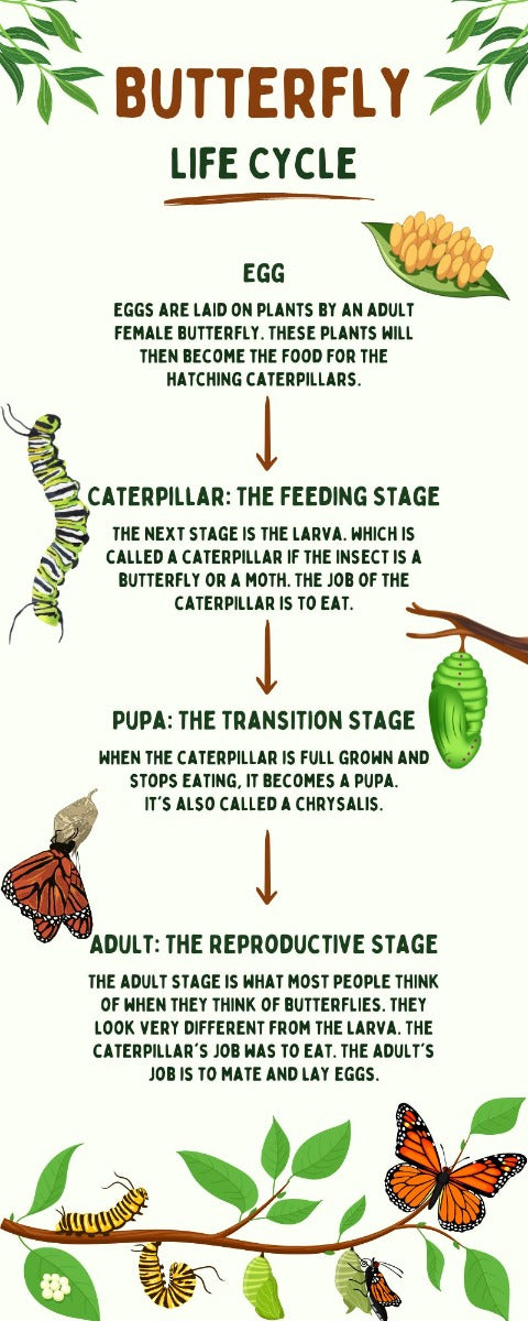 butterfly lifecycle