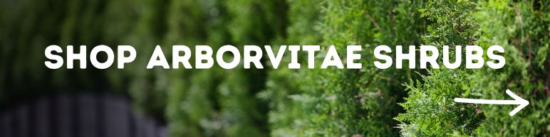 Shop Arborvitae Bushes