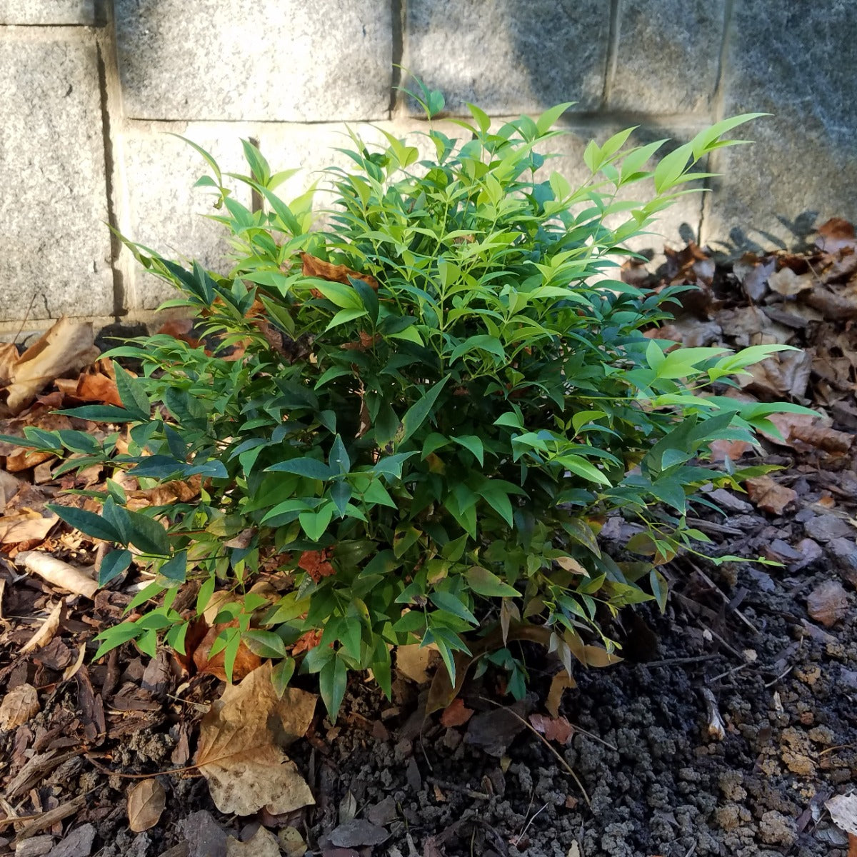 Bamboo Shrub