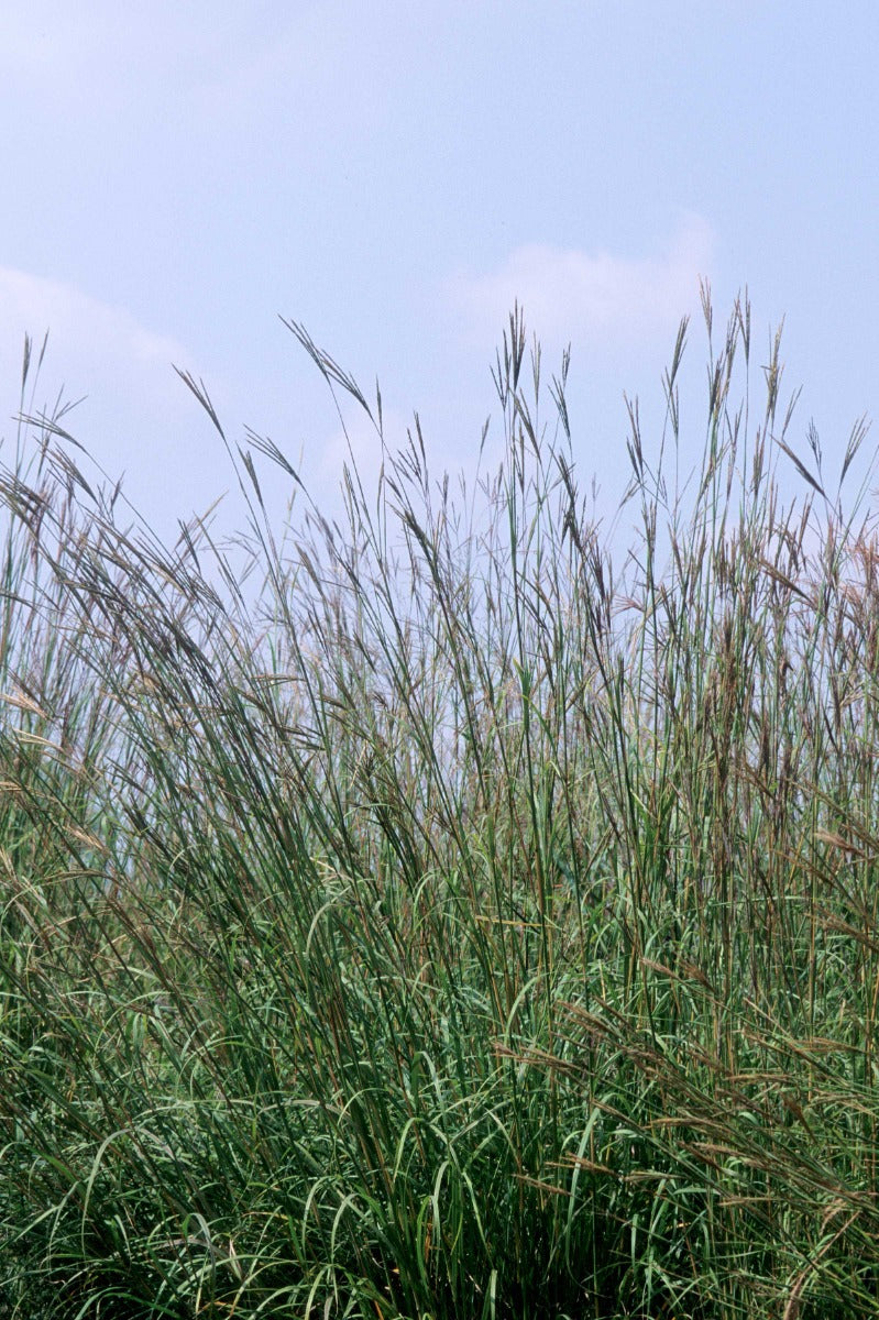 Bluestem Grass