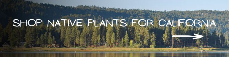 Shop Native Plants for California