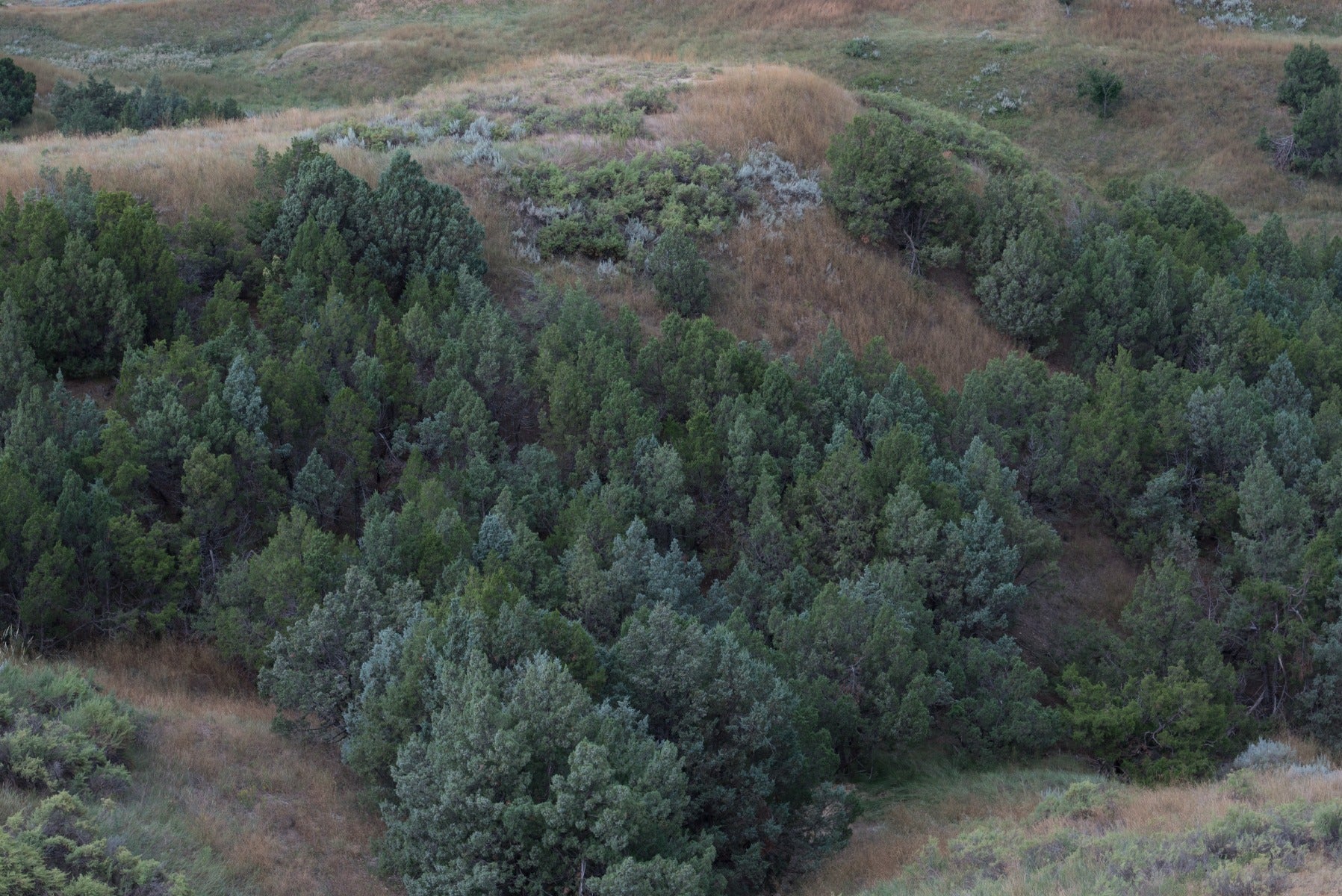 Rocky Mounain Junipers